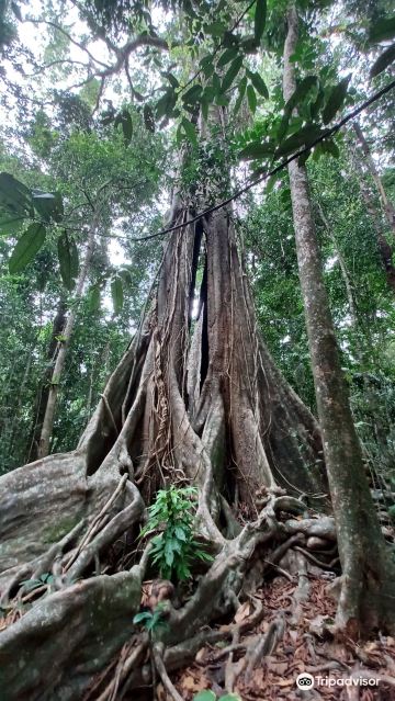 Giant Maca Tree, Koh Kood,Thailand.