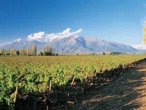 Concha y Toro