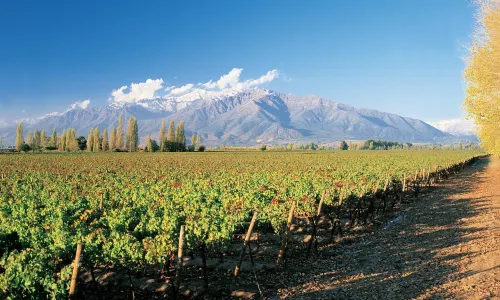 Concha y Toro