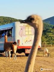 Antelope Park Safari Ranch