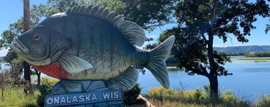 Sunny The Sunfish