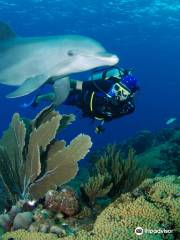Ocean Encounters Diving