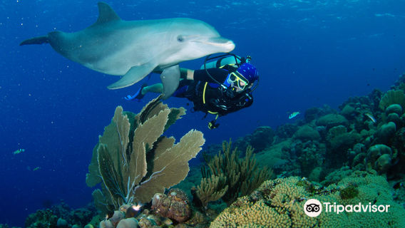 Ocean Encounters at LionsDive Beach Resort