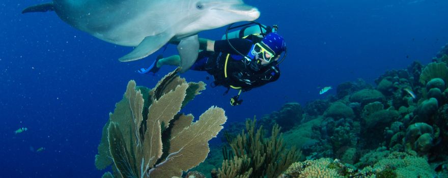 Ocean Encounters Diving