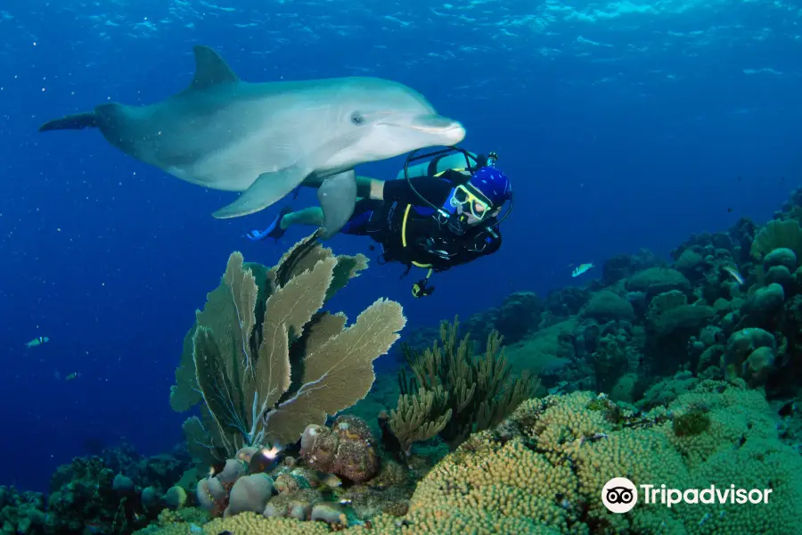 Ocean Encounters Diving