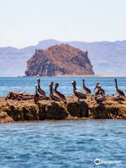 Wild Loreto Tours