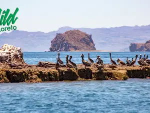 Wild Loreto Tours