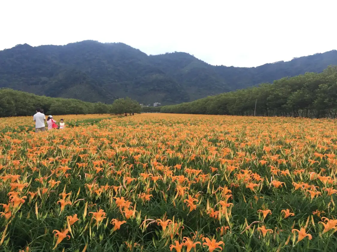Hotels near Jinzhen Gargens