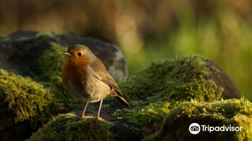 Loch Lomond National Nature Reserve (Inchcailloch)