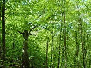 Riserva Naturale Statale Montedimezzo