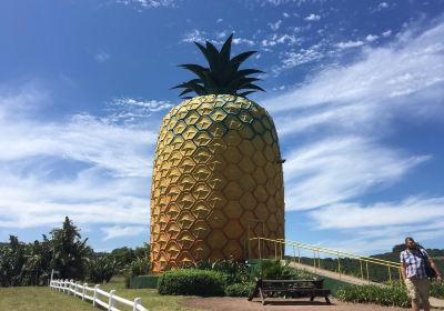 The Big Pineapple