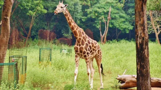 Arignar Anna Zoological Park