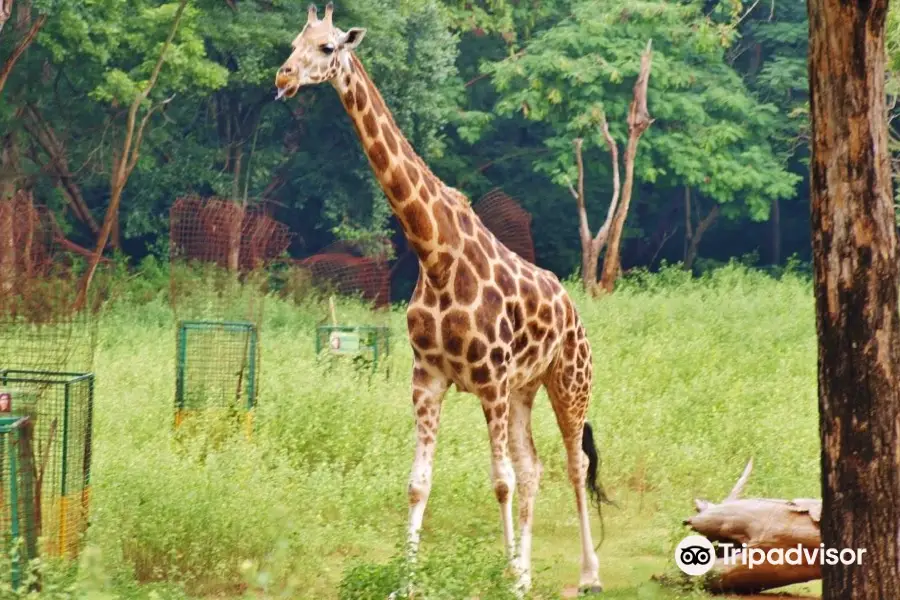 Arignar Anna Zoological Park