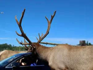 Olympic Game Farm