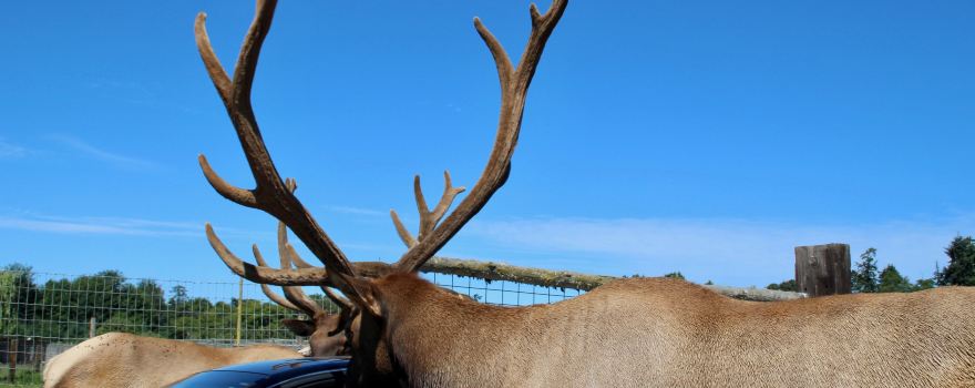 Olympic Game Farm Inc.