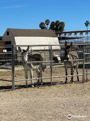 Superstition Farm