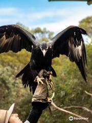 猛禽中心飛禽獵鳥秀