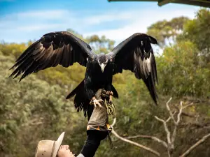 猛禽中心飛禽獵鳥秀