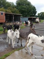 Island Farm Donkey Sanctuary