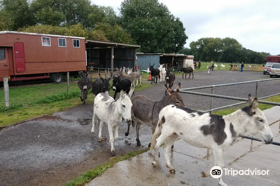 Island Farm Donkey Sanctuary