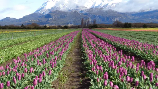 Campo de Los Tulipanes