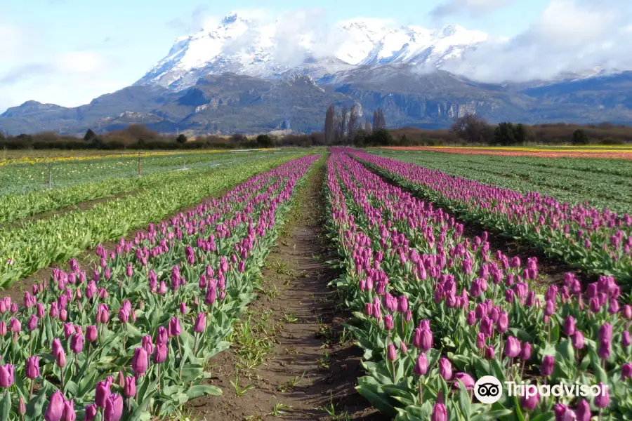 Campo de Los Tulipanes