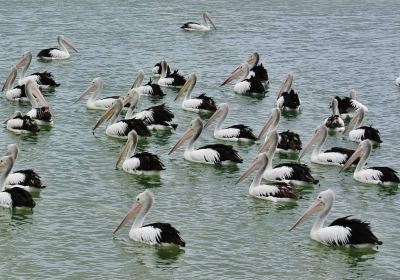 Pelican Feeding