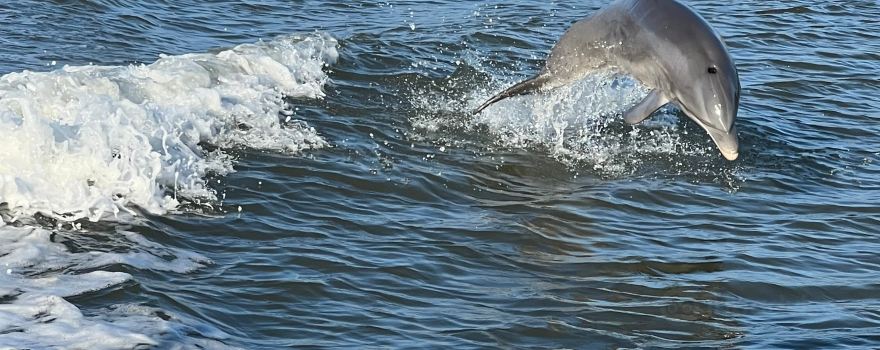Florida Island Tours