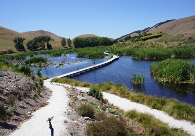 Pekapeka Wetlands