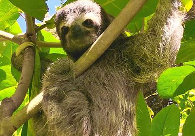 Sloth Sanctuary of Costa Rica