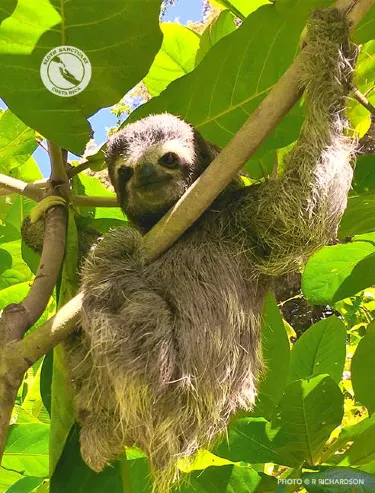 Aviarios del Caribe Sloth Sanctuary