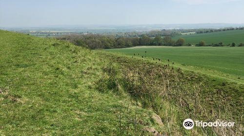 Wittenham Clumps