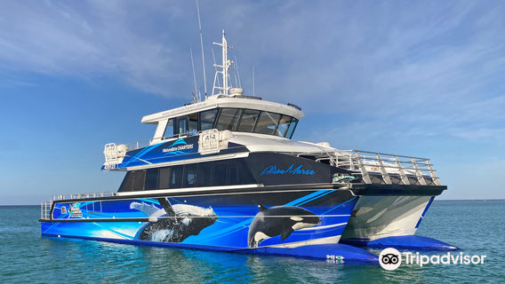 Naturaliste Charters Whale Watching