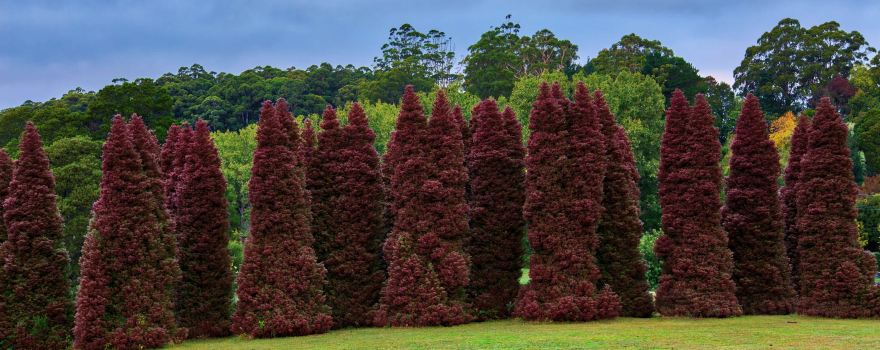 R.J. Hamer Arboretum