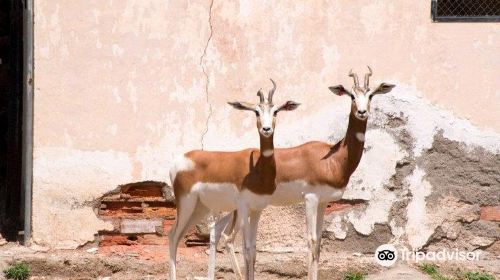 Parque de Rescate de la Fauna Sahariana