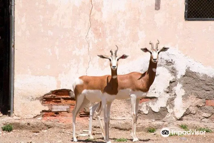 Parque de Rescate de la Fauna Sahariana