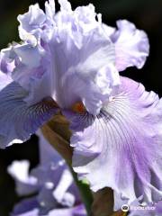 Horton Iris Garden and Pumpkin Patch