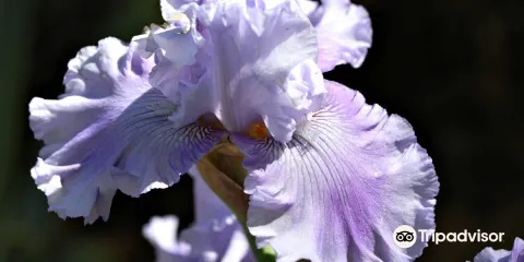 Horton Iris Garden and Pumpkin Patch