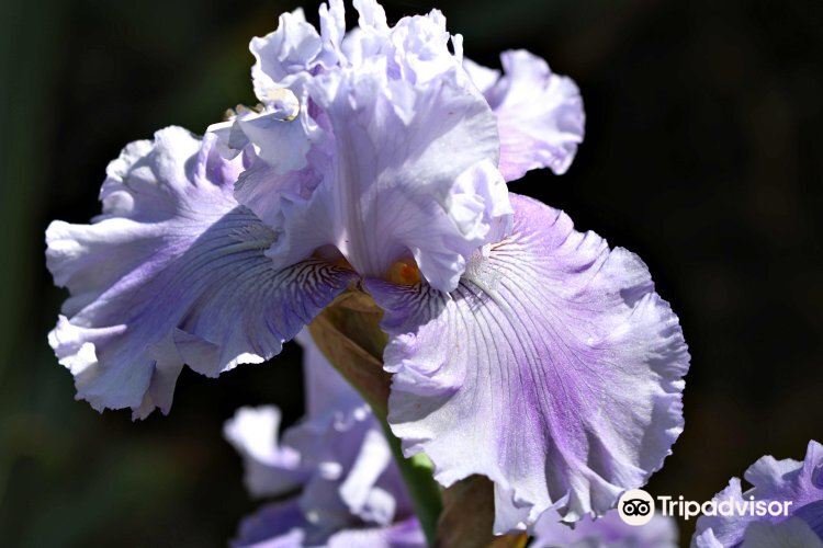 Horton Iris Garden and Pumpkin Patch