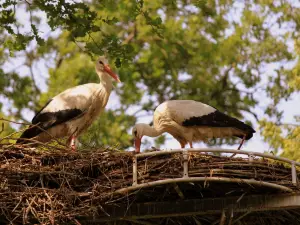 Vogelpark Hassloch