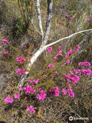 Cooloola Recreation Area