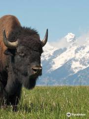Wildlife Expeditions of Teton Science Schools