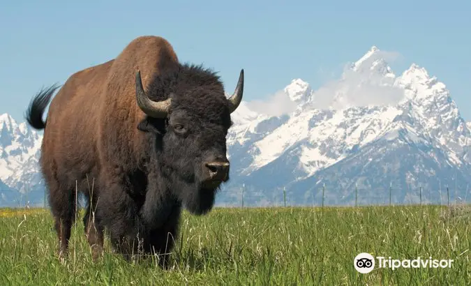 Wildlife Expeditions of Teton Science Schools