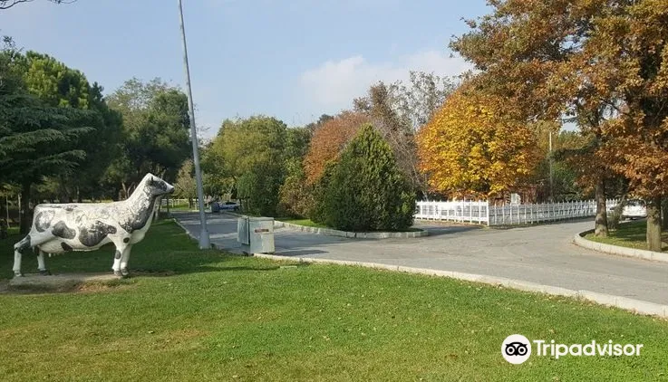 5_Florya Atatürk Forest