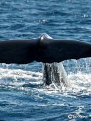 MobyDick Tours - Whales & Dolphins Watching