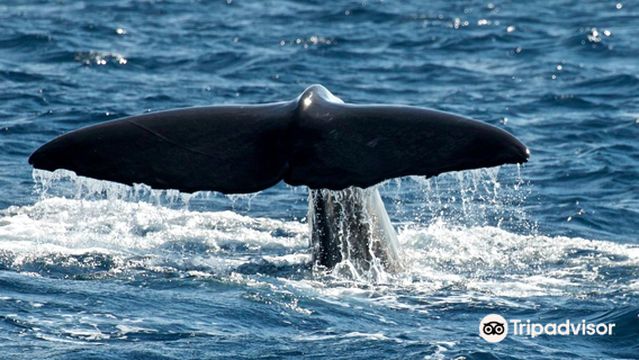 MobyDick-Tours - Azores Whale Watching