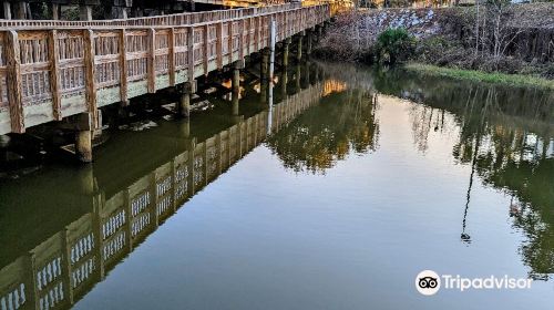 Gator Boardwalk