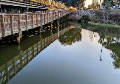 Gator Boardwalk