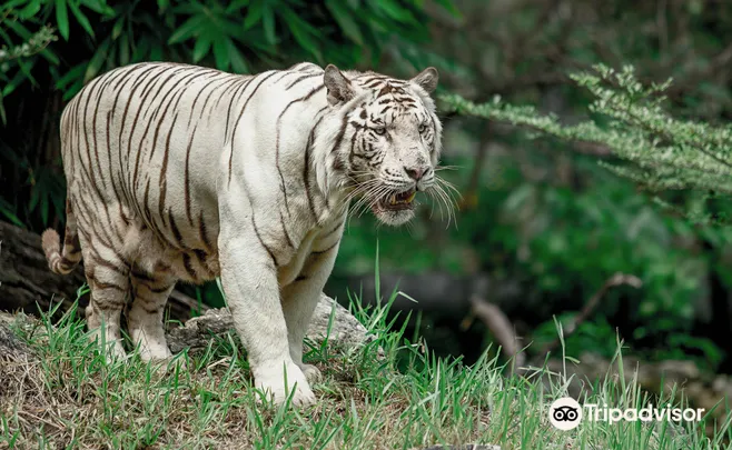 2_Cebu Safari and Adventure Park