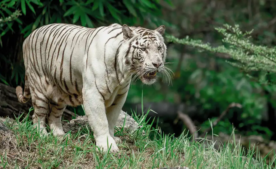 2_Cebu Safari and Adventure Park
